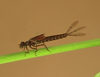 Ischnura verticalis, nymph